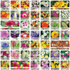 Mix Flower Seed Pack of 100